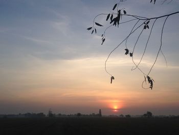 Silhouette of birds flying over landscape against sky