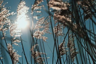 Low angle view of plants against sky on sunny day