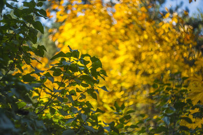 Close-up of yellow flowering plant