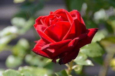 Close-up of red rose