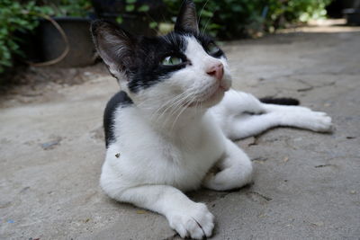 Close-up of a cat looking away