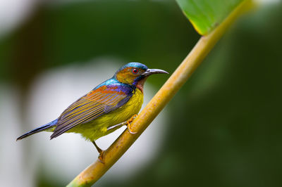 Close-up of bird perching on branch