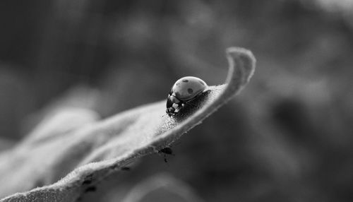 Close-up of insect