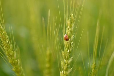 Close-up of ladybug on grass