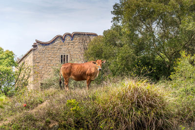Horse grazing on field against sky