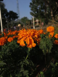Close-up of yellow flowers