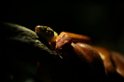 Close-up of lizard