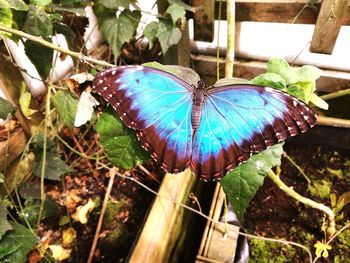 Close-up of butterfly on flower