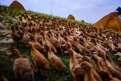 Flock of ducks in a field