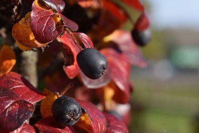 Close-up of berries growing on plant