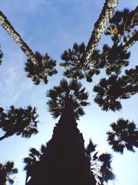 Low angle view of trees against blue sky
