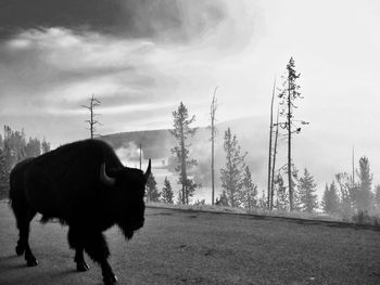 View of a horse on field