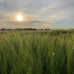 Scenic view of field against sky during sunset