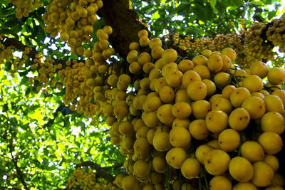 Low angle view of grapes on tree