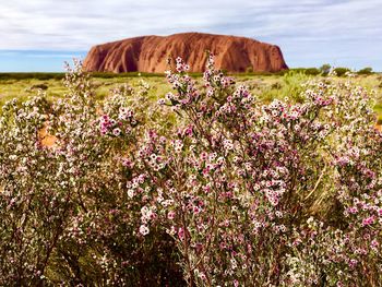 Purple flowering plants on land against sky