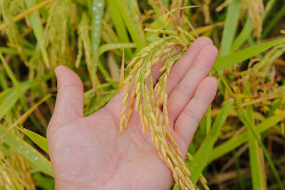 Close-up of hand holding plant