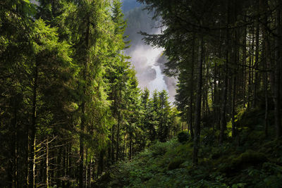 Trees in forest against sky