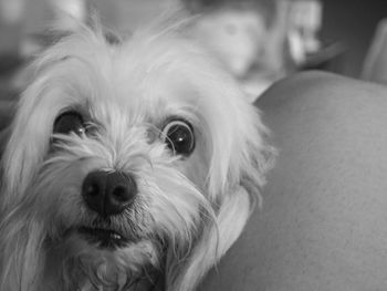 Close-up portrait of dog sticking out tongue