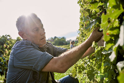 Mature farmer pruning grape vine on sunny day in vineyard