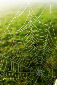 Close-up of spider web