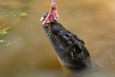 High angle view of crocodile eating meat in lake