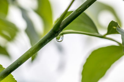 Close-up of water drop on plant stem