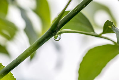 Close-up of water drops on leaf