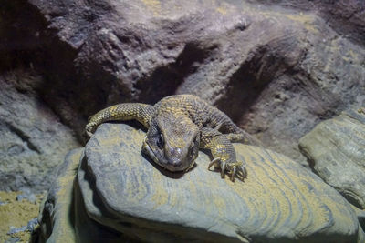 High angle view of lizard on rock in zoo