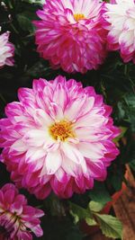 Close-up of pink dahlia blooming outdoors