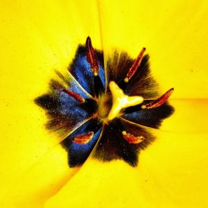 Extreme close up of yellow flower