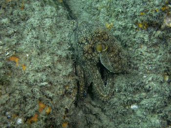 Close-up of fish underwater