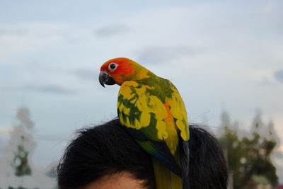 Close-up of parrot on man head