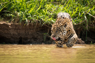 Jaguar in lake
