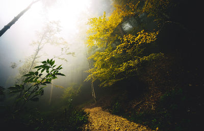 sunlight