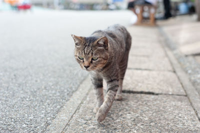 Portrait of cat on street