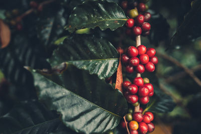 Close-up of red berries growing on coffee plant