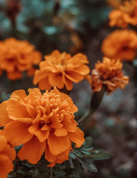 Close-up of orange marigold flowers