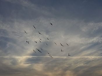 Low angle view of birds flying in sky