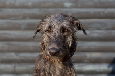 Close-up portrait of dog