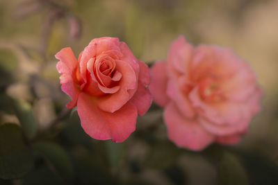 Close-up of pink rose