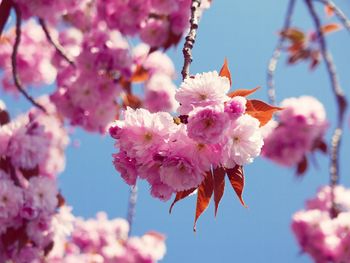 Low angle view of cherry blossoms in spring