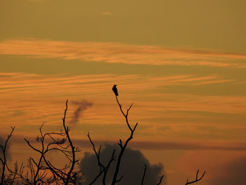 Low angle view of silhouette plant against orange sky