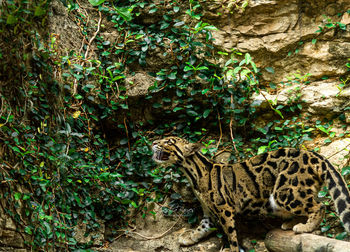 View of wild cat in forest