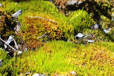 Close-up of moss on grass