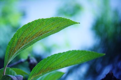 Close-up of green leaves