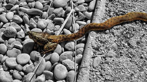 Close-up of lizard on water