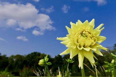 Close-up of yellow flowering plant on field against sky