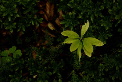 High angle view of fresh green leaves on field