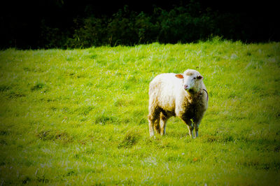 Sheep on field