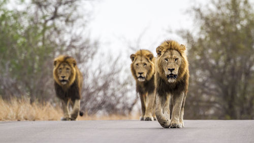 Portrait of lion